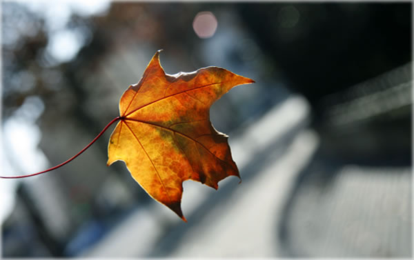 Planet Waves :: World News, Photos, Astrology, Horoscopes, Daily Blog