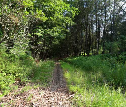 Photo of a logging trail