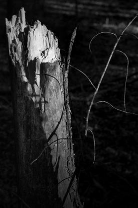 275+web-annunciation