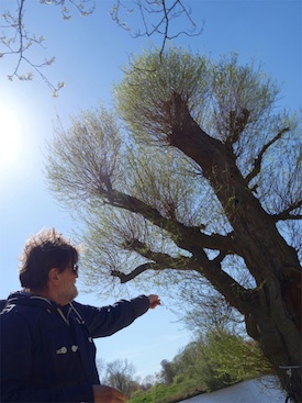 275+Amsterdam_tree