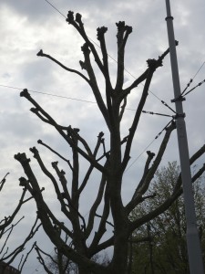 France-pollarded tree