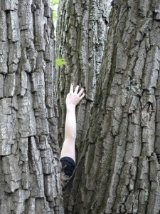 Triple-Trunk Tree