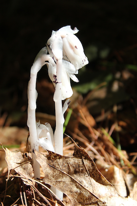 Indian pipes, also known as ghost plants. Photo by Amanda Painter.
