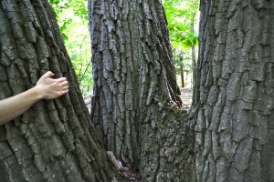 Triple Trunk Tree. Photo by Eric Francis.