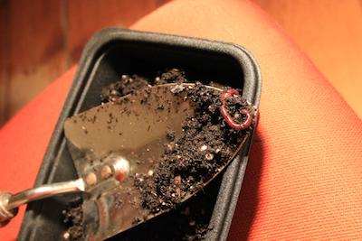 Planting seeds in the last couple hours before the eclipse, I discovered this happy little worm in my half-used bag of potting soil form last year. It seemed like a good omen! Photo by Amanda Painter.
