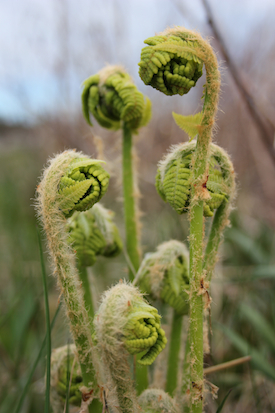 Ferns unfurling at Prout's Neck, Maine. Photo by Amanda Painter. View a chart here showing the Sun at the Taurus midpoint making favorable aspects to Jupiter, Chiron and Pisces.