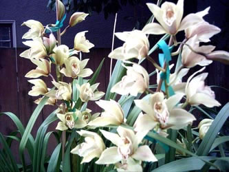 cyms Mama's Cyms. Photo by Fe Bongolan.