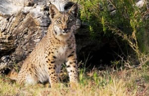 iberian-lynx The Iberian-Lynx has a population of just 84 to 143 adults and has continued to decline due to a shortage of its primary prey, the European Rabbit (Oryctolagus cuniculus).