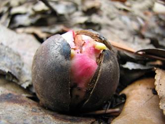 oak-sprout From the smallest acorns come mighty oaks. Photo by Salamanderdance.