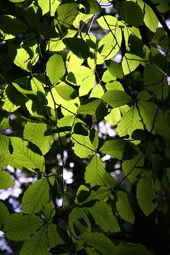 leavessnipedale Beech Leaves. Image courtesy of Wikipedia.