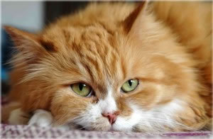 Cat. Photo by Bares. Cat. Photo by Bares.