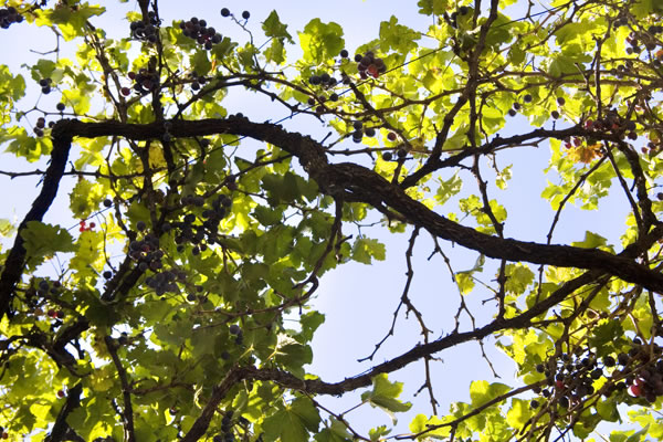pictures of grapevines