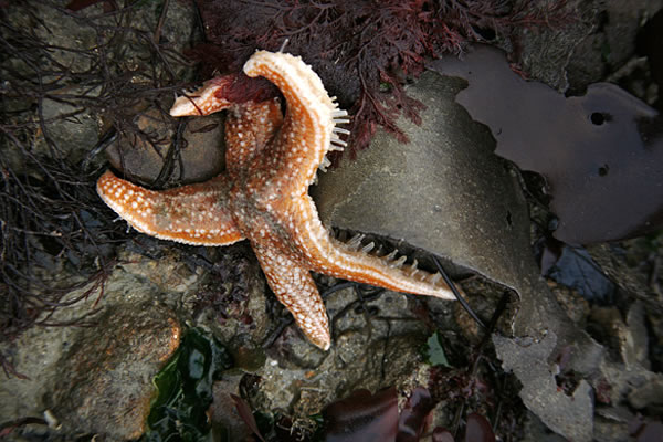 starfish A starfish, uncovered by the low tide waters, feels its way. Photo by Dani Voirin.