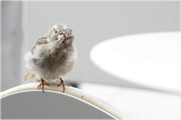 Sitting outside at CafГ© Beaubourg in Paris, a curious little bird that just stood there, staring, staring. Photo by Dani Voirin.