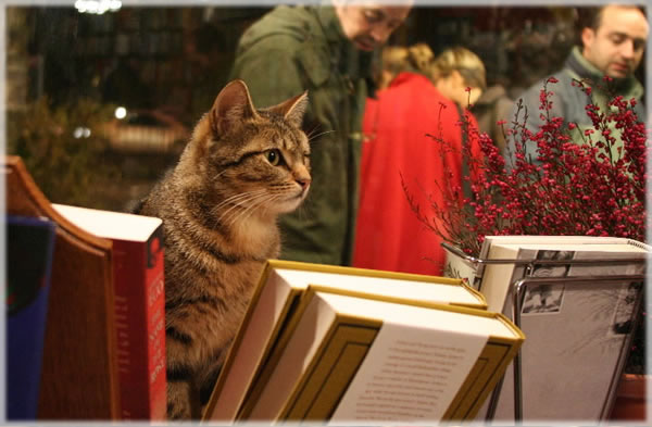 Fiesta, age eight months, stands guard over Shakespeare & Co. Books, Paris. Digital photo by Eric Francis by suggestion of J.D. Fiesta, age eight months, stands guard over Shakespeare & Co. Books, Paris. Digital photo by Eric Francis by suggestion of J.D.