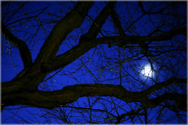Moonshine on the east side of Paris. Photo by Danielle Voirin. Moonshine on the east side of Paris. Photo by Danielle Voirin.