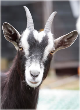 Billygoat like this one may be the cause of the next big trend in healthcare. Photo courtesy of Roche Pharmaceutical public relations department.