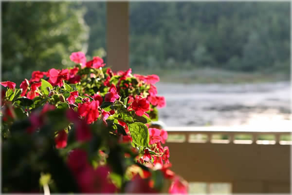 Madagascar impatiens at the Easton Mountain retreat center, near Saratoga, NY. Photo by Eric Francis. Madagascar impatiens at the Easton Mountain retreat center, near Saratoga, NY. Photo by Eric Francis.