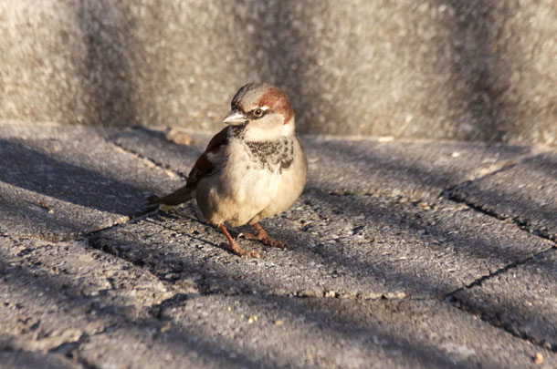 610_sparrow_9965