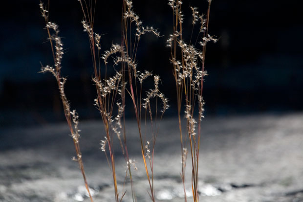 620+web_reeds_grandmother_1435