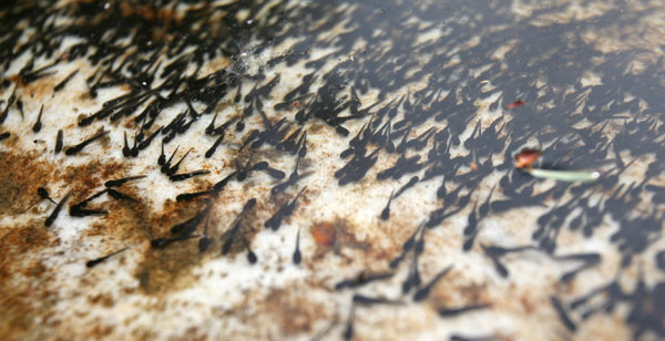 600+web_tadpole_grandmother_5330