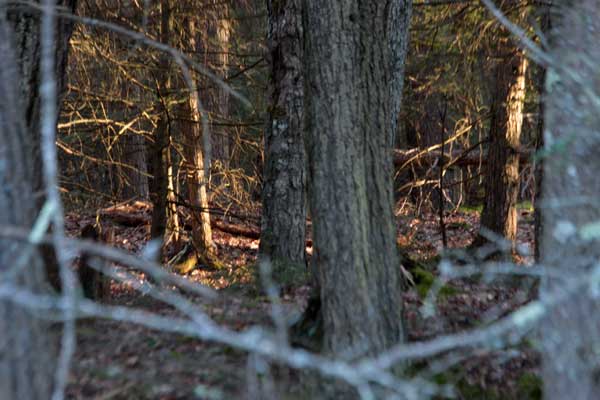 600_treebeard_3799