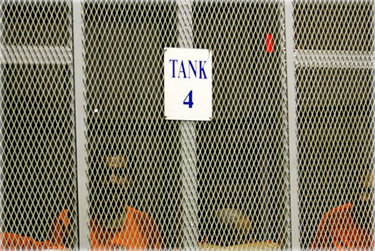 The inmates inside a cell in the hospital at the prison. Photo: NY Times. The inmates inside a cell in the hospital at the prison. Photo: NY Times.