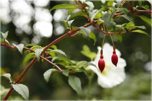 Red buds dangling like delicate earrings in one of the lesser-known but charmingly diverse gardens of Paris, Bercy Park. Photo by Danielle Voirin. Red buds dangling like delicate earrings in one of the lesser-known but charmingly diverse gardens of Paris, Bercy Park. Photo by Danielle Voirin.