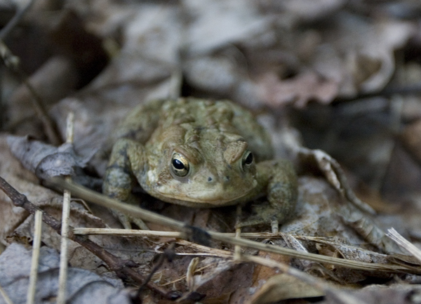 600+web_grandmother_toad_6809