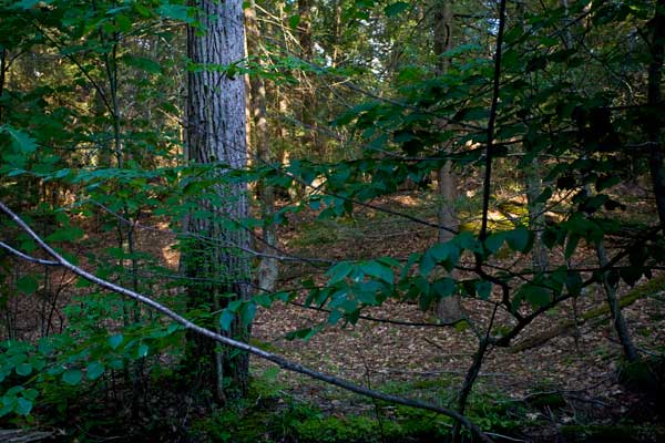 600+web_grandmother_forest_2037