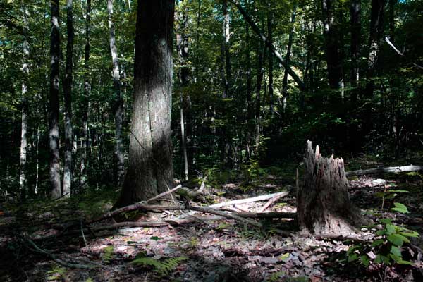 600+web_eastwoods_grandmother_6088