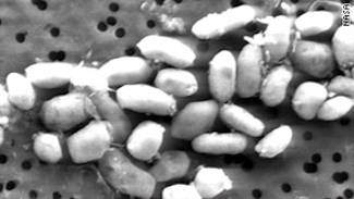 325+arsenic_NASA_bacteria