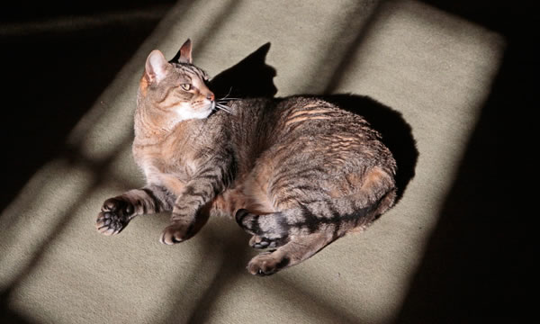 600+web_kitty_9074