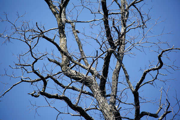 600+web_bloomington-sky-8504