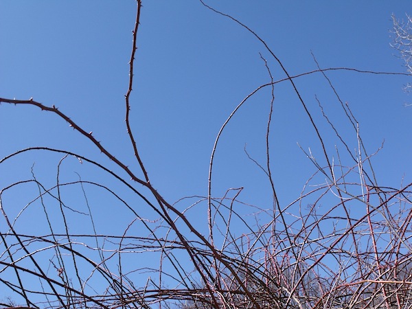 600+bramble_sky_westborough_MA_DSCF3143