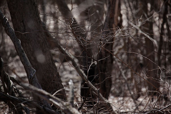 600+web-mass-woods_0134