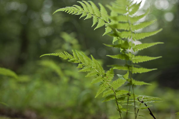 600+web-grandmother-fern_9914