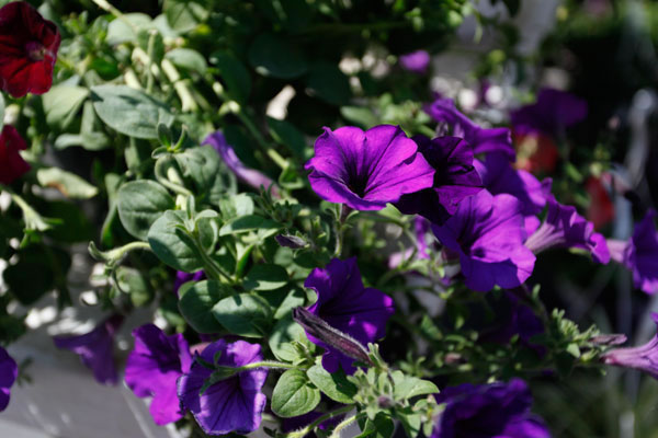 600+web-purple_0098