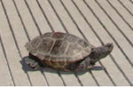 150+terrapin