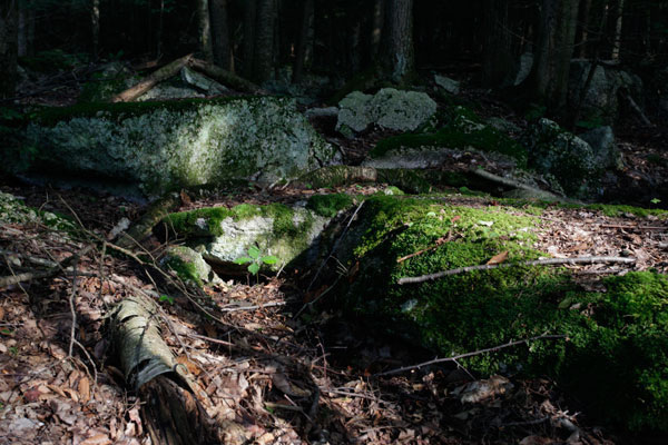 600+web-east-woods-grandmother_8948