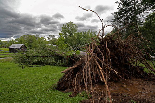 600+web-tree-irene-209_0329