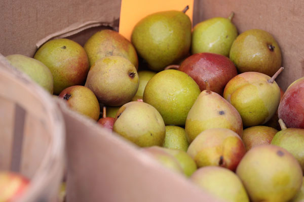 600+web-pears_1312
