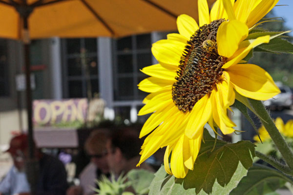 600+web-sweet-sues-sunflower_MG_1261