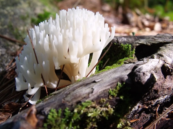 600+white_fungus1_sept2011DSCF4506