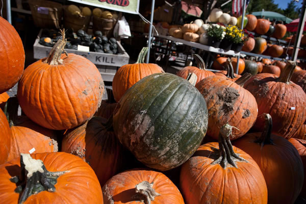 600+web-green-pumpkin_1286