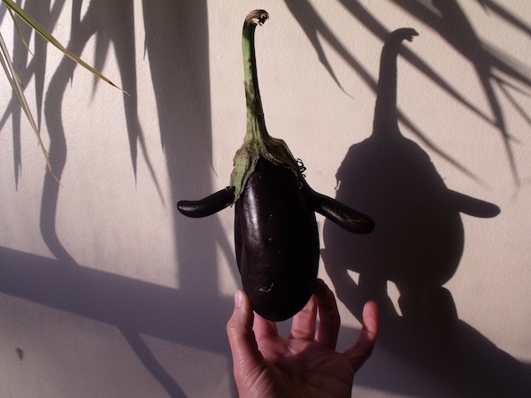 600+eggplant_shadows_sept2011DSCF4469
