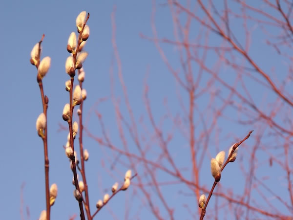 600+dawn_pussywillow_trees_march2012DSCF5840
