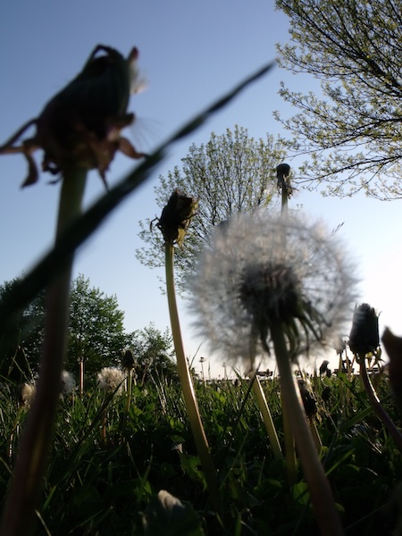 Dandelions at Fort Sumner Park (also known as Top of the World), Portland, Maine. Photo by Amanda Painter. Dandelions at Fort Sumner Park (also known as Top of the World), Portland, Maine. Photo by Amanda Painter.