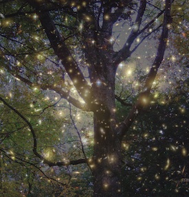 275+Elisa's oak and stars PW