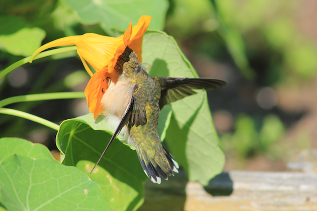 Libra energy embodied: this female Ruby-throated hummingbird was feeding from the nasturtiums near me as I typed my notes about the Libra equinox for this week. She was an elegant creature of the air on a mission, occasionally resting on a leaf, wings outstretched for balance as she fed before embarking on a long migration south, following the Sun.